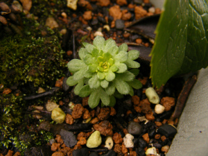 枯れた草花が復活するのはとてもうれしいことです