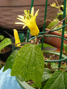 トケイソウ「シトリナ」