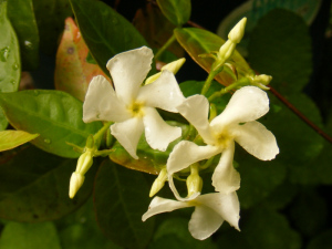 ハツユキカズラの開花