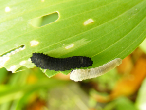 アマドコロの葉を食べるヒゲナガクロハバチの幼虫