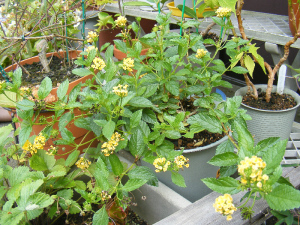 黄花のランタナ