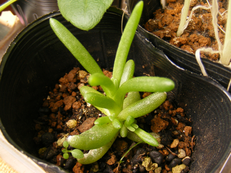 ひろってきた多肉植物・・・1ヵ月後