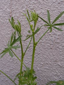 シダルセアの花茎