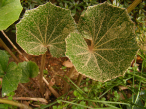 ツワブキの新葉