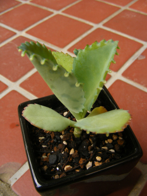 仕立て直したコダカラベンケイ