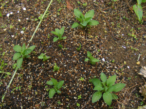アルストロメリアの新芽 アルストロメリアの新芽