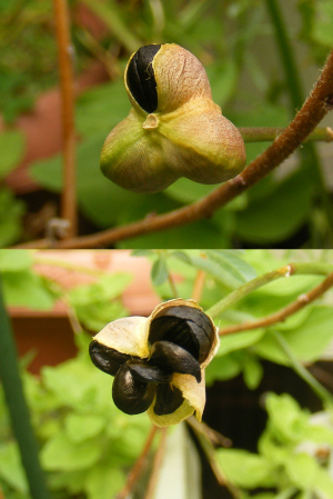 種がこぼれたゼフィランサス・シトリナ