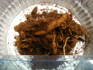 ケマンソウの根茎