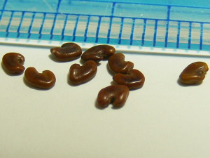 レンゲの種