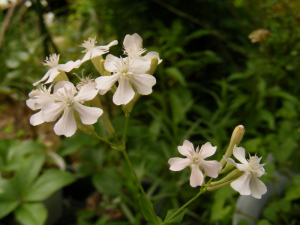ムシトリナデシコ白花