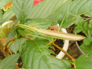 一晩で脱皮したカマキリ