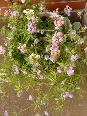 宿根ネメシアとタマクルマバソウ