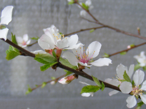 ユスラウメの花