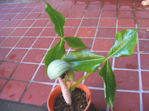 ムサシアブミの開花