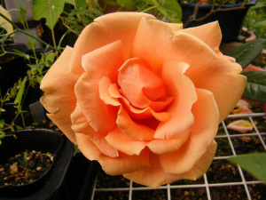 「ロイヤルサンセット」