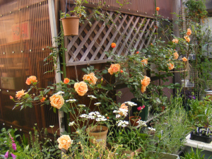 「ロイヤルサンセット」5/27