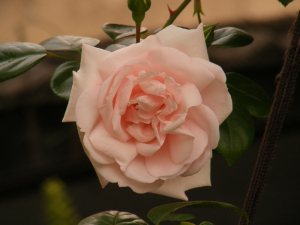 フランソワ ジュランビル