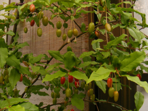 ダイオウグミが色づいてきました