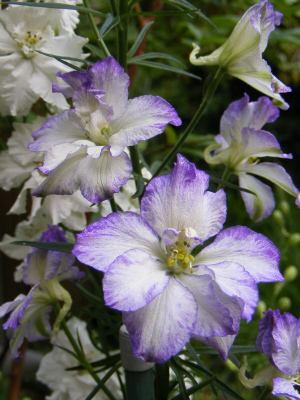 チドリソウ「ジャイアントインペリアル」