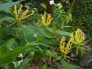咲き続けるグロリオサ「ルテア」
