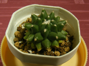 マミラリア「エルサム」2012年