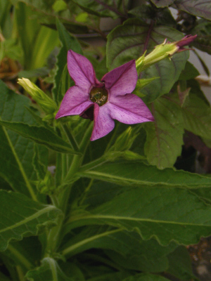 紫のニコチアナ 紫のニコチアナ