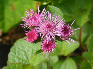 高性種のアゲラタム