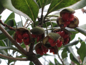 トベラの果実と種