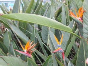 露地植えのストレリチア