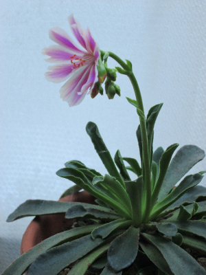 開花したレウイシア