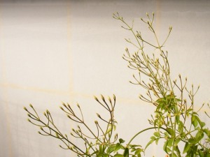ハゴロモジャスミンの蕾