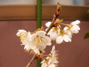 暖地桜桃（だんちおうとう）