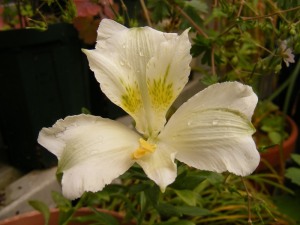 白花のアルストロメリア・ペレグリナ