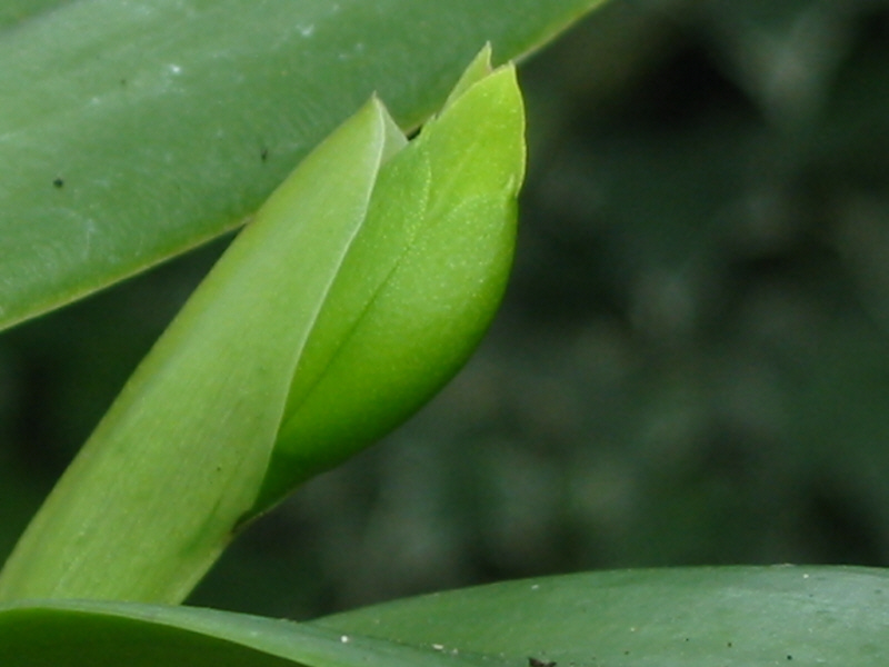 カトレアの花芽