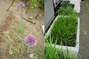 春に花が咲くラッキョウくらいの球根はエシャロット？