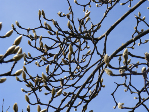久しぶりの青空をバックにハクモクレンの冬（花）芽