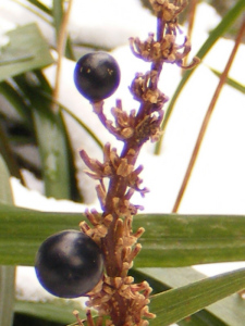 黒く光っているヤブランの種子