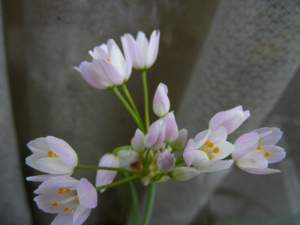 アリウム・ロゼウム（Allium roseum）