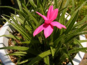 3年目に咲いたロードヒポキシス属の球根植物 3年目に咲いたロードヒポキシス属の球根植物