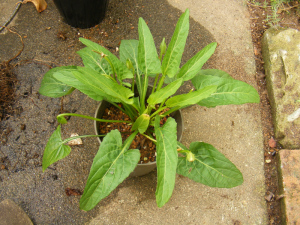 本スミレ(マンジェリカ)のような気がするが 本スミレ(マンジェリカ)のような気がするが