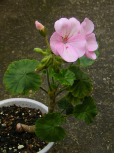 弟分は薄ピンクの花でした 弟分は薄ピンクの花でした