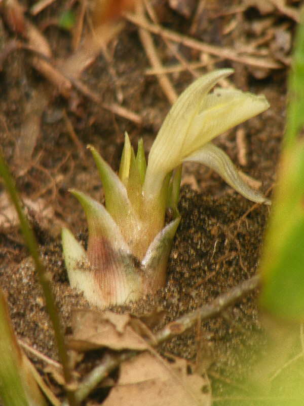 初めてミョウガに花が咲きました