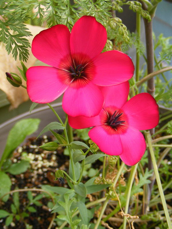 秋蒔き1年草のベニバナアマ（紅花亜麻）