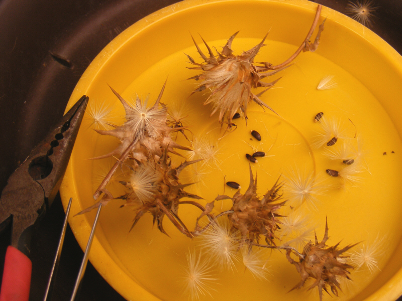 マリアアザミの採種