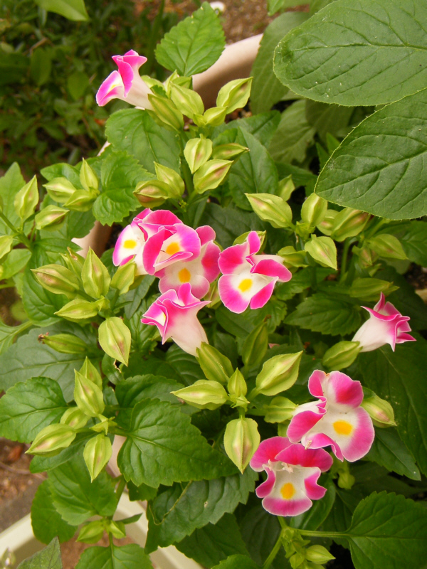 夏スミレ（トレニア）